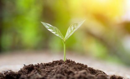 a small plant with two leaves sprouts from a pile of brown soil